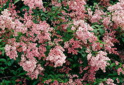 Rosa Blüten von Syringa sweginzowii (Sweginzowiis Flieder, Perlenflieder)