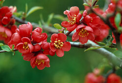 Zweig von Chaenomeles 'Friesdorfer Typ 205' (Zierquitte) mit hellroten Blüten