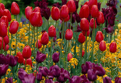 Tulipa 'Avignon' (einfache späte Tulpe, rot), T. 'Negrita' und Erysimum 'Orange Zwerg' (Goldlack)