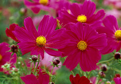 Pinkfarbene Blüten von Cosmos bipinnatus (Schmuckkörbchen)