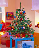 Colorful Christmas tree, Picea pungens (spruce)
