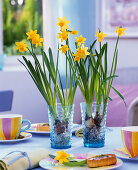 Narcissus 'Tete-a-Tete' (daffodils) with washed out roots