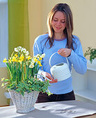 Planting a white basket with daffodils and ivy (2/3)