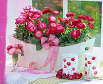 Bellis in white wooden box by the window, bouquets and wreath