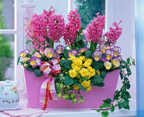 Pink wooden box with hyacinths, viola and primrose planting (2/2)