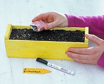 Sowing and pricking out marigolds (1/2)