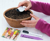 Sowing and pricking out snapdragons (1/2)