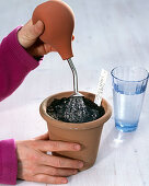 Zucchini sowing in a clay pot