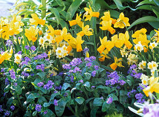 Spring border with Narcissus 'Jetfire' 'Minnow' (daffodils)