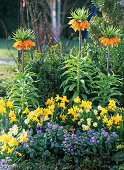 Spring border with Fritillaria, Narcissus 'Jetfire', 'Minnow'