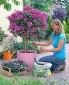 Bougainvillea underplanting (2/5)