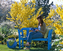 Blue wooden bench in front of Forsythia 'Lynwood' (Goldbell)