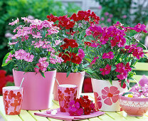 Dianthus chinensis (Chinese carnations) in pink, pink and red