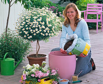 Plant marguerite strain