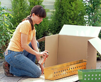 Planting an orange metal box with geraniums and magic bells (1/5)