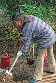 Planting a container rose (2/14)