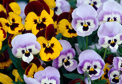 Viola wittrockiana (Pansy), yellow with red border
