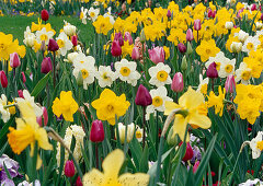 Narcissus (daffodils) and Tulipa (tulips)