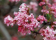 Branch of viburnum farreri (snowball) with flowers