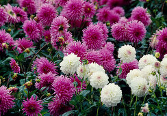 Rosa Dahlia (semi-cactus dahlias)