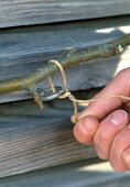 Plant pear trellis