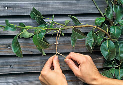 Cut trellis pear