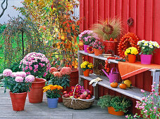 Terrassenarrangement mit Chrysanthemum vor schwedenroter Holzwand