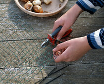 Planting tulip bulbs in homemade wire basket (1/4)