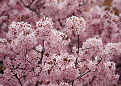 Prunus cerasifera 'Nigra' (blutpflaume)