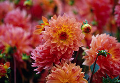 Dahlia 'Lucky Devil' (Seerosen-Dahlie)