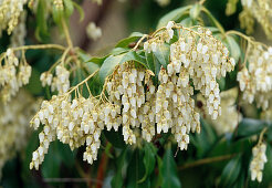 Blüten von Pieris japonica (Japanische Lavendelheide)