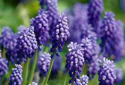 Flowers of Muscari armeniacum (Grape hyacinths)