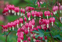 Dicentra spectabilis (Tränendes Herz)