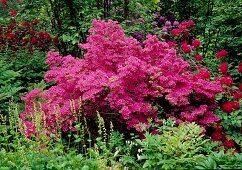 Rhododendron obtusum 'Kermesina' (Japanische Azalee)