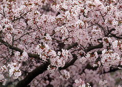 Prunus cerasifera 'Nigra' (Blood plum) in flower