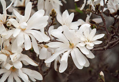 Flowers of Magnolia stellata (Star magnolia)