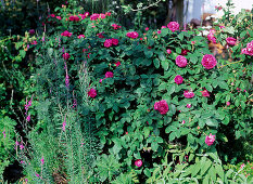 Rosa damascena 'Rose de Resht' (historical rose)