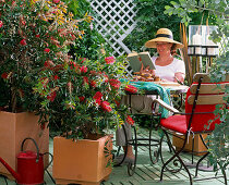 Callistemon ctrinus (bottlebrush) in terracotta tubs