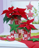 Red Euphorbia pulcherrima (poinsettias) in tin cans