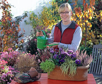 Plant box with viola, aster and calluna