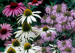 Echinacea purpurea (purple coneflower) in red and white