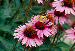 Flowers of Echinacea purpurea (Purple coneflower)