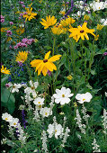 Rudbeckia hirta (Rauer Sonnenhut), Cosmos bipinnatus