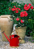 Miniature rose 'Meillandina', often blooming in light clay pot on gravel, red watering can