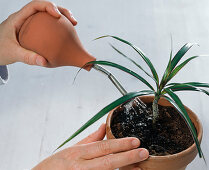 Rooted cuttings of Dracaena in the water
