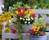 Schale mit Helleborus 'Double Surprise' (Lenzrose), Tulipa (Tulpen)