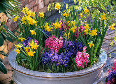 Narcissus 'Tete a Tete' (Narzissen), Iris reticulata (Netziris)