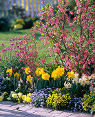 Ribes sanguineum (Blutjohannisbeere), Narcissus (Narzissen)