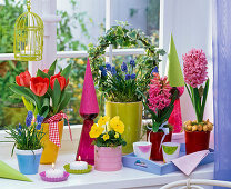 Spring window: Hyacinthus (Hyacinths), Tulipa 'Red Paradise'