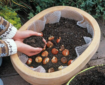Planting a bowl with tulips, ivy and viola (4/7)